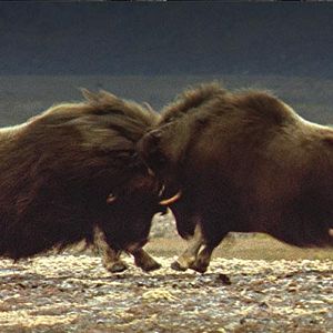 Photo Thierry Piantanida