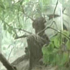 Photo Rescue Dawn