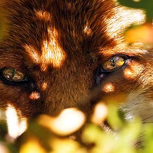 Photo Le renard et l'enfant