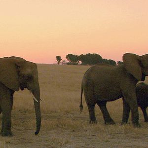 Photo Mario Andreacchio