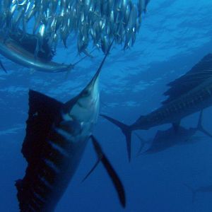 Photo Alastair Fothergill