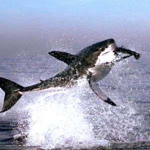 Photo Alastair Fothergill