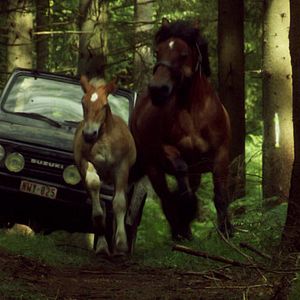 Photo Pom le poulain