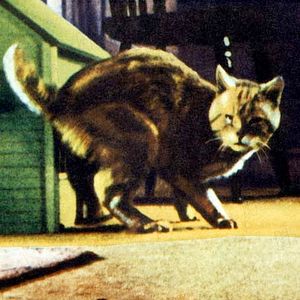 Photo Grant Williams