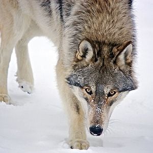 Photo Loup