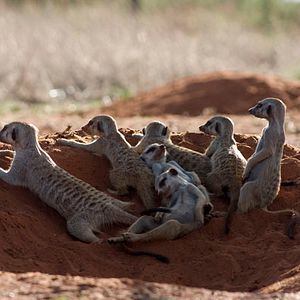Photo La Famille Suricate