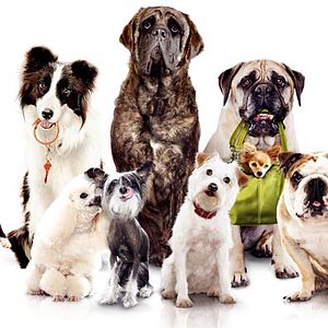 Photo Palace pour chiens