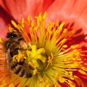 Photo Louie Schwartzberg