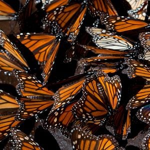 Photo Louie Schwartzberg