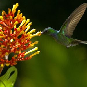 Photo Louie Schwartzberg