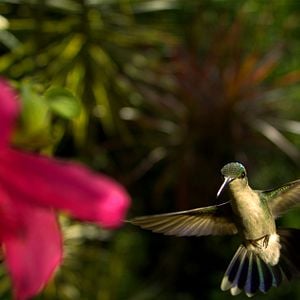 Photo Louie Schwartzberg