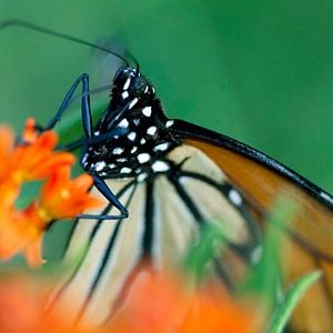 Photo Louie Schwartzberg