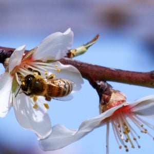 Photo Louie Schwartzberg