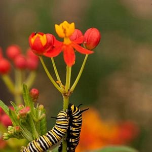 Photo Louie Schwartzberg