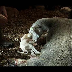 Photo Catherine Pozzo Di Borgo