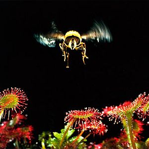 Photo Microcosmos: Le peuple de l'herbe