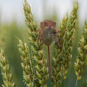 Photo Frédéric Goupil