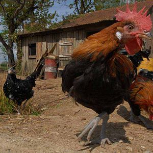 Photo Frédéric Goupil