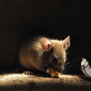 Photo Frédéric Goupil