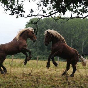Photo Frédéric Goupil