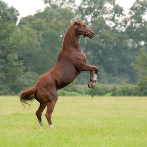 Photo Randall Wallace