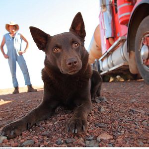 Photo Red Dog