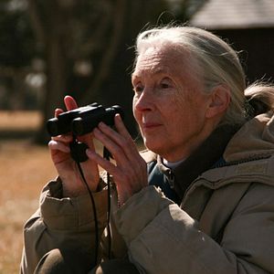 Photo Jane Goodall : retour à Gombe