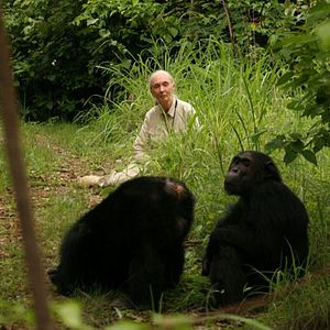 Photo Jane Goodall : retour à Gombe