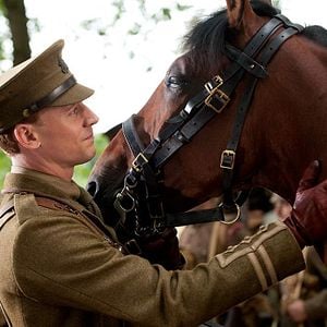 Photo Cheval de guerre