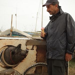 Photo Le cochon de Gaza