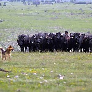 Photo Ivan Tscherkelov