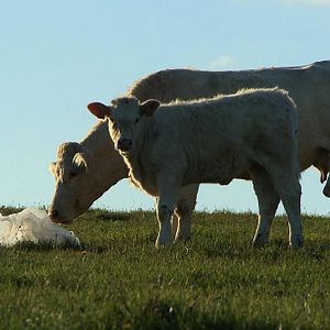 Photo Bovines