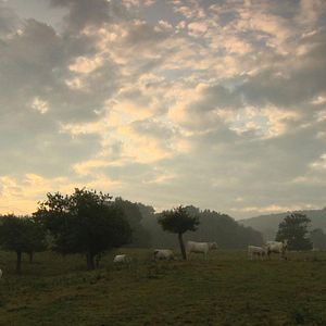 Photo Bovines