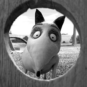 Photo Frankenweenie