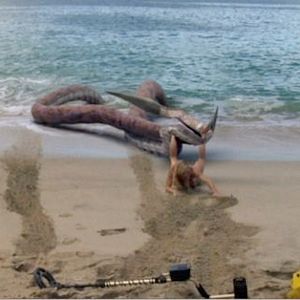 Photo Sharktopus