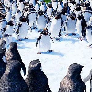 Photo Happy Feet 2