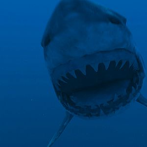 Photo Super Shark