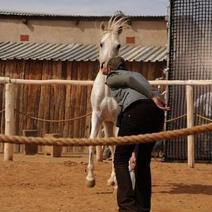 Photo Tornado and the Kalahari Horse Whisperer