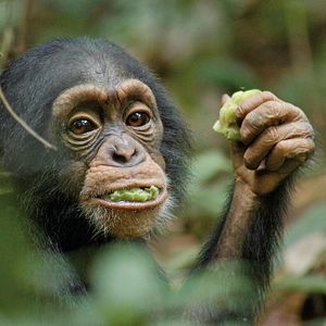 Photo Chimpanzés