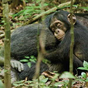 Photo Chimpanzés