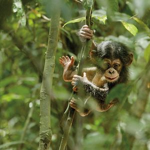 Photo Chimpanzés