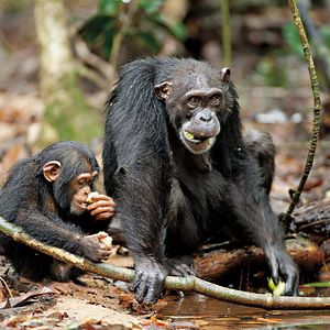 Photo Chimpanzés