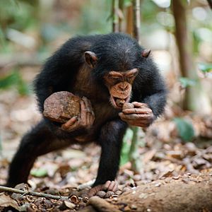 Photo Chimpanzés