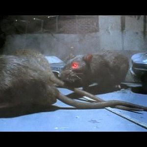 Photo Rat Scratch Fever