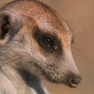 Photo Le Clan des suricates, l'aventure commence