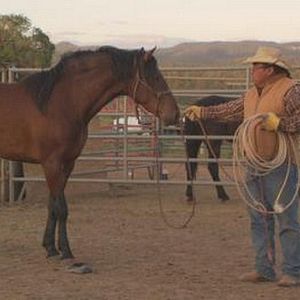Photo Wild Horse, Wild Ride