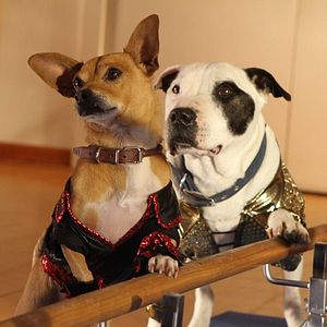 Photo Le Chihuahua de Beverly Hills 3 : Viva La Fiesta !