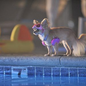 Photo Le Chihuahua de Beverly Hills 3 : Viva La Fiesta !