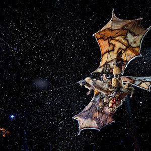 Photo Cirque du Soleil 3D : le voyage imaginaire (Pathé Live)