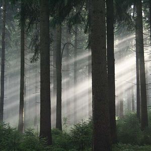 Photo La Planète verte
